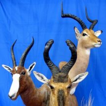 african taxidermy