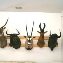 taxidermy