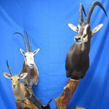 taxidermy