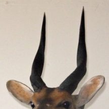 taxidermy