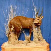 taxidermy