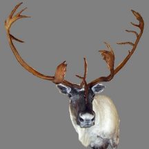 taxidermy