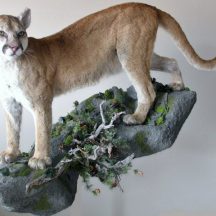 taxidermy