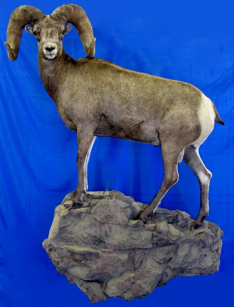 big-horn-sheep