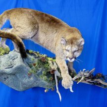 taxidermy