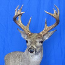 Deer Taxidermy