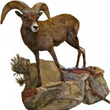 taxidermy