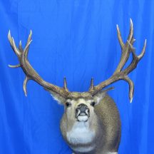 taxidermy