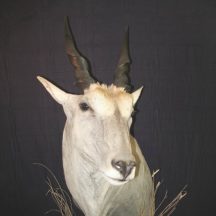 taxidermy