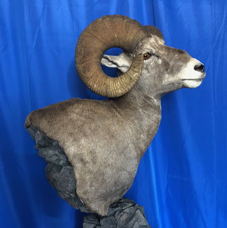 taxidermy ram