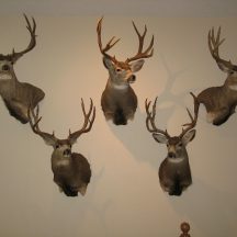 taxidermy