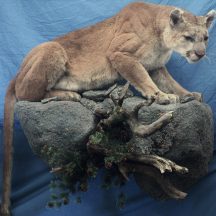 taxidermy