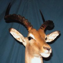 taxidermy