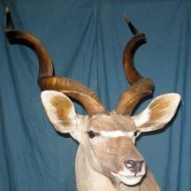 taxidermy