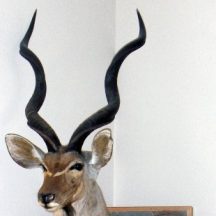 taxidermy