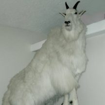 taxidermy