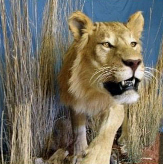 Taxidermy Lion