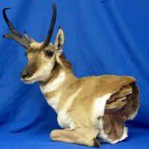 taxidermy