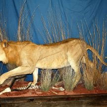 mountain lion taxidermy