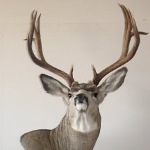 taxidermy