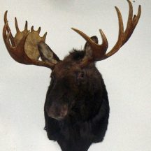 taxidermy