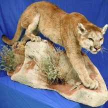 taxidermy