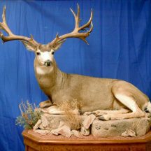 taxidermy