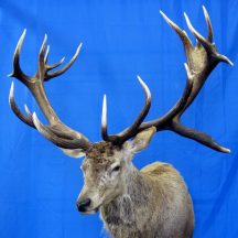 stag taxidermy