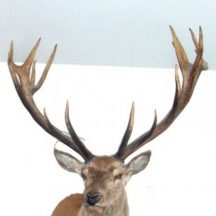 stag taxidermy