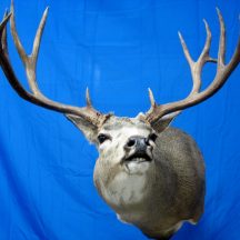 taxidermy