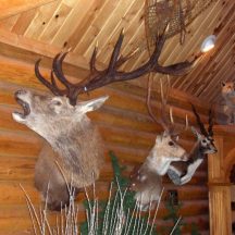 stag taxidermy