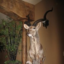 taxidermy