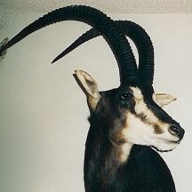 sable taxidermy