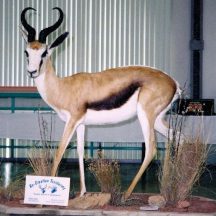 spring buck taxidermy