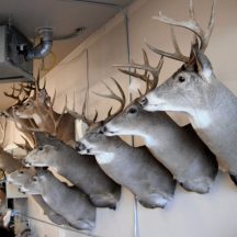 taxidermy