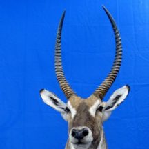 water buck taxidermy