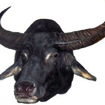 water buffalo taxidermy