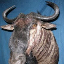 wildebeest taxidermy