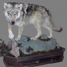 taxidermy