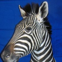 zebra taxidermy