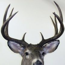 deer taxidermy