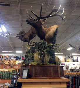 Idaho Award Winning Taxidermy