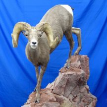 North American Lifesize desert bighorn fix