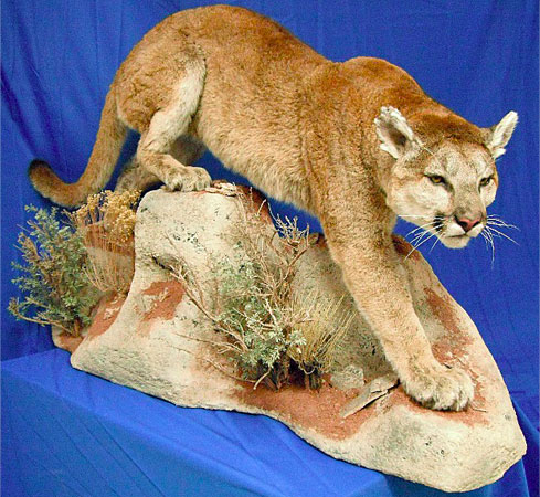 North American Life Size Taxidermy